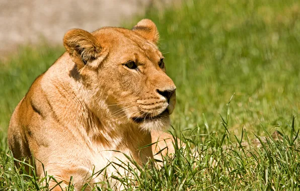 Picture cat, grass, the sun, stay, lioness