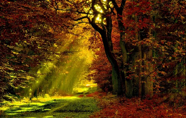 Forest, rays, light, trees, foliage, Autumn