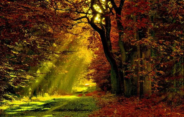 Autumn, forest, rays, light, trees, foliage