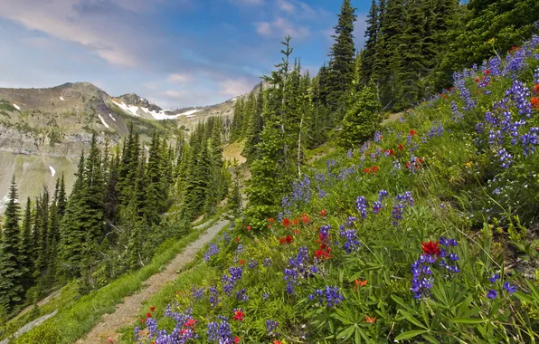 Picture grass, trees, landscape, mountains, nature, spruce, trail, USA