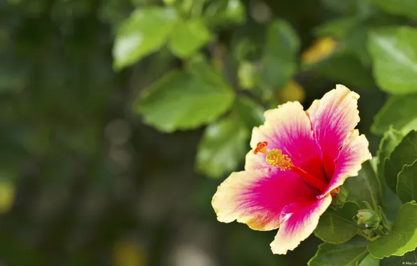 Picture flower, macro, Hibiscus, Two Toned Hibiscus