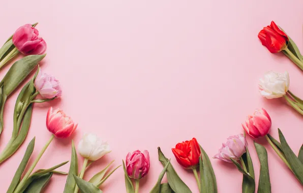 Flowers, colorful, tulips, pink, white, white, fresh, wood