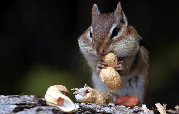 Picture nature, Chipmunk, nuts