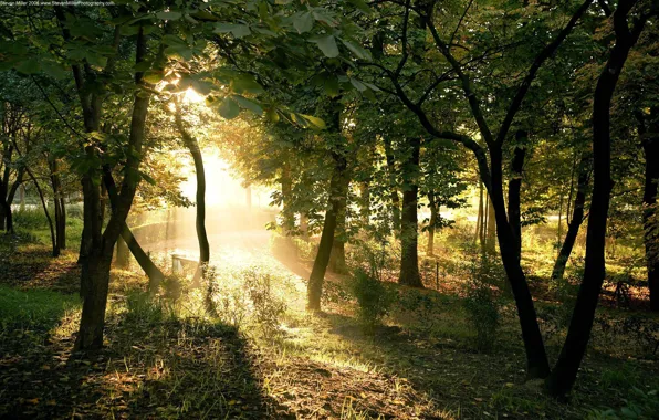 The sun, light, Trees