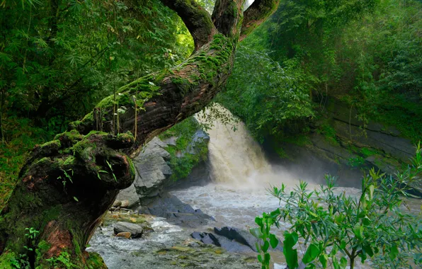 Greens, forest, tropics, river, stones, tree, waterfall, moss