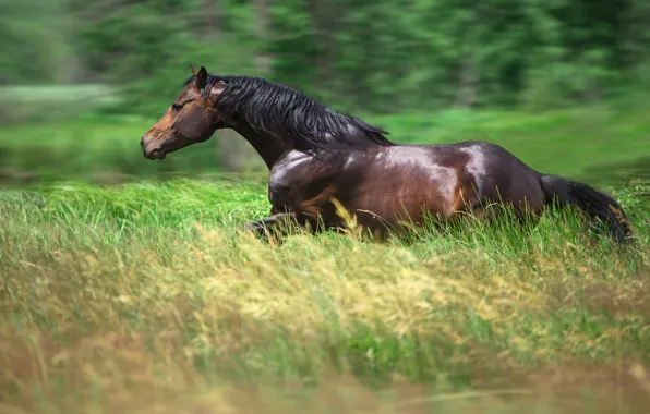 Field, summer, grass, horse, horse, Shine, stallion, meadow