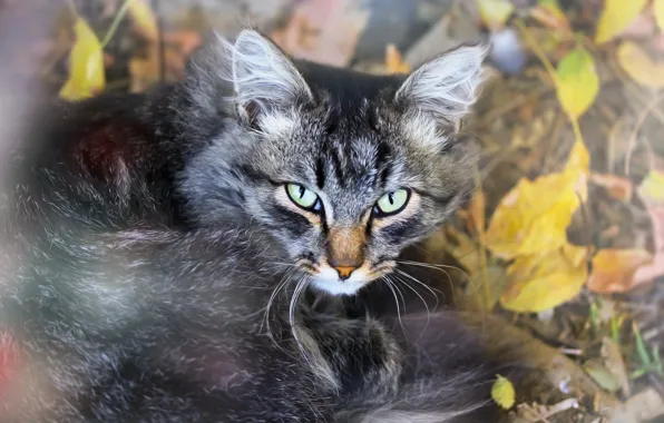 Picture cat, leaves, background