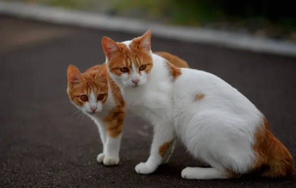 Cat, cat, cats, pose, cats, red, a couple