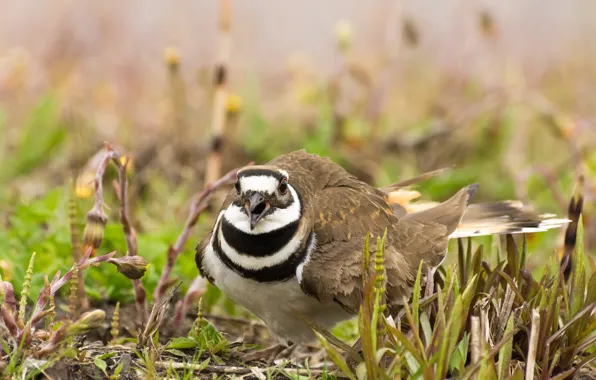Picture nature, bird, noisy Plover
