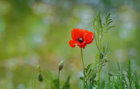 Flowers, red, one, Mac, Maki, green background, bokeh