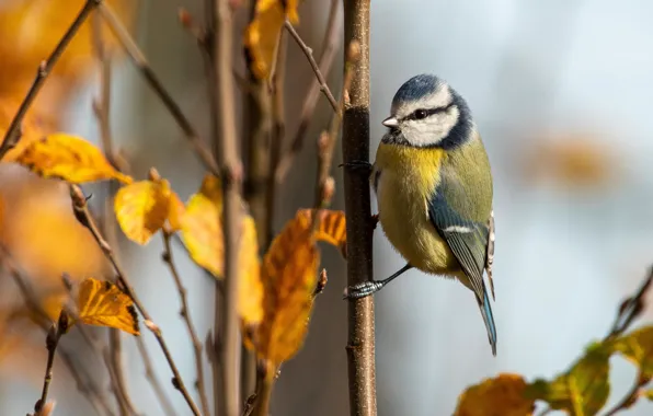 Autumn, leaves, branches, bird, bokeh, tit