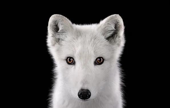 Picture look, fur, polar Fox, Fox