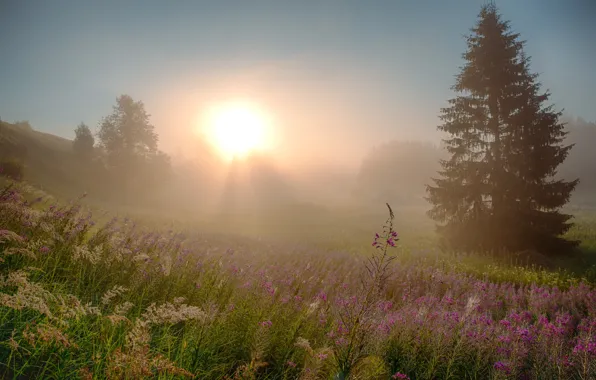 Field, summer, the sky, the sun, light, flowers, nature, fog