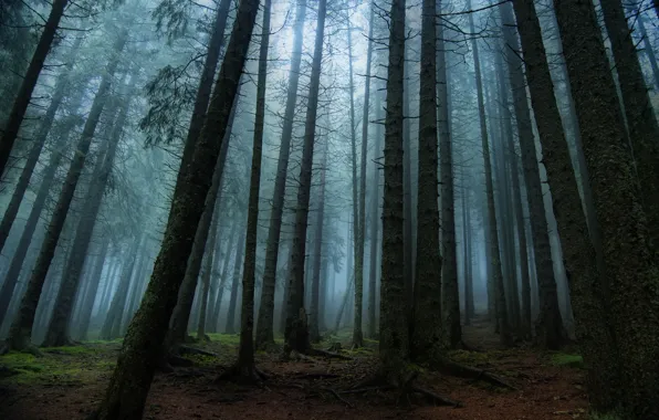 Forest, trees, nature, fog
