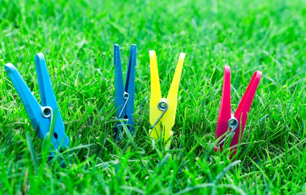 Grass, color, lawn, clothespins