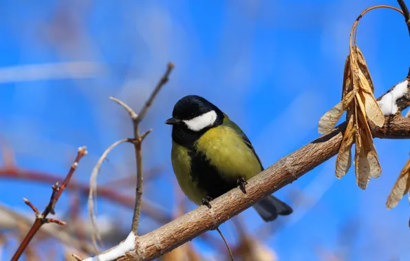 Picture the sky, bird, titmouse, twigs