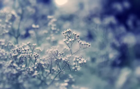 Picture field, grass, macro, light, glare, plant, day, flowers