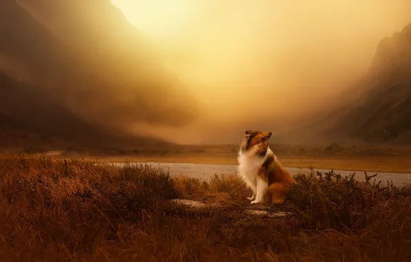 Look, nature, pose, dog, face, collie, sheltie
