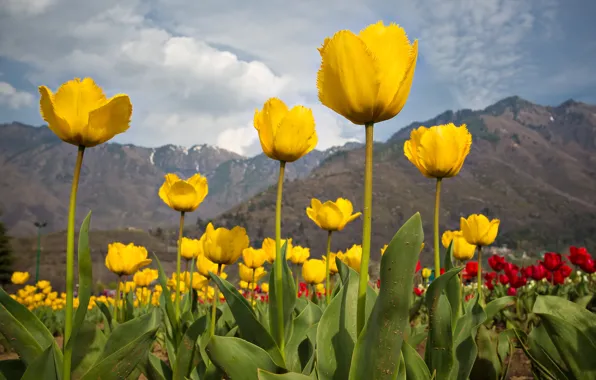 Picture mountains, spring, tulips