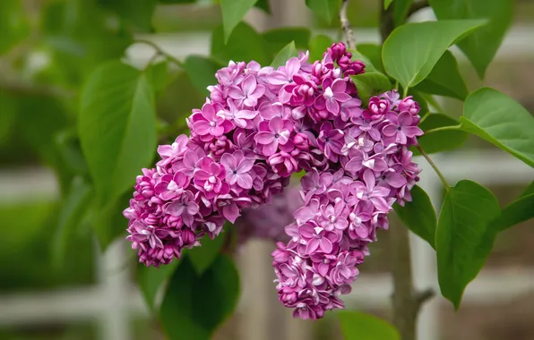 Leaves, flowers, branch, spring, flowering, lilac