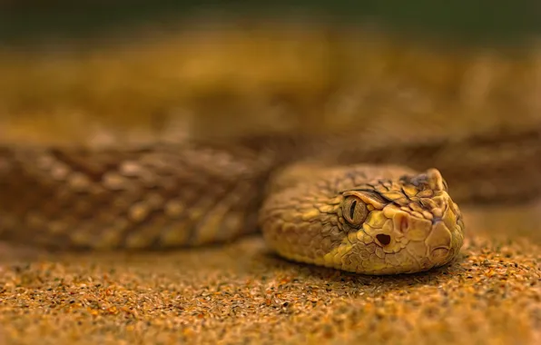 Sand, snake, treatment, bokeh