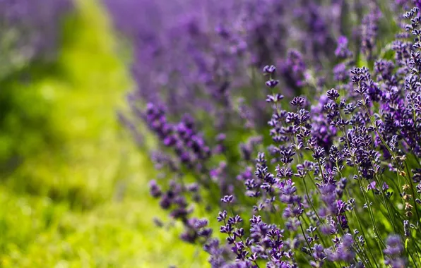 Field, macro, flowers, photo, bokeh