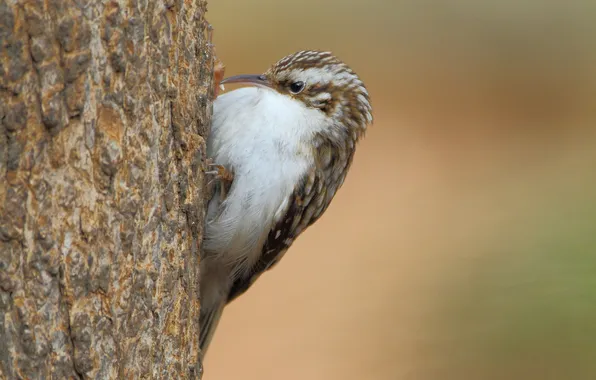 Tree, bird, trunk, brown creeper