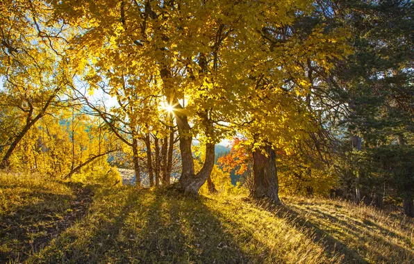 Picture autumn, forest, leaves, trees, yellow, the rays of the sun