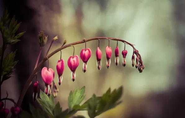 Flower, branch, pink, broken heart, the bleeding heart