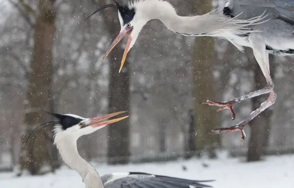 Winter, snow, fight, grey, herons, signpad