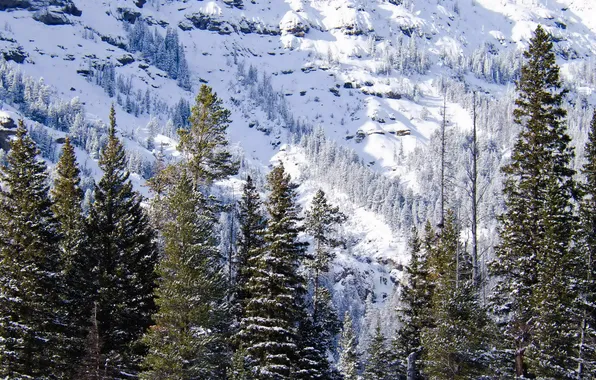 Winter, snow, nature, photo, spruce, USA, Wyoming
