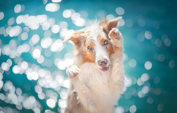 Glare, background, dog, paws, The border collie