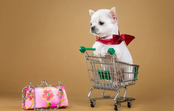 Puppy, handbag, truck, Chihuahua