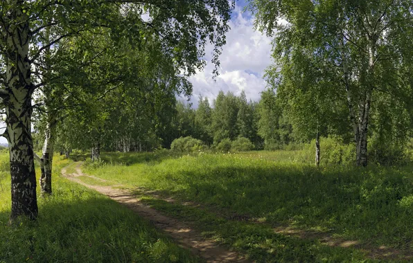 Road, summer, nature, birch