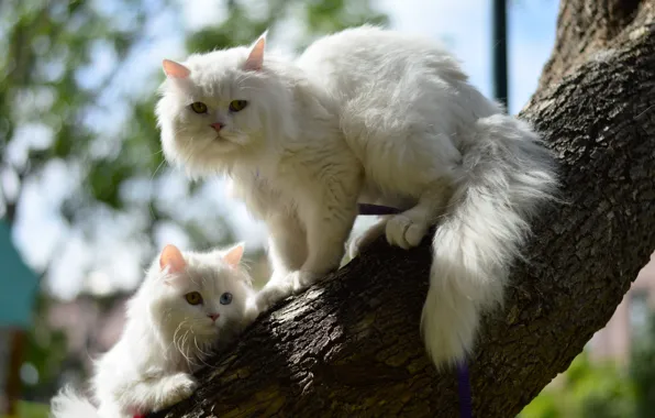 Cat, cats, tree, kitty