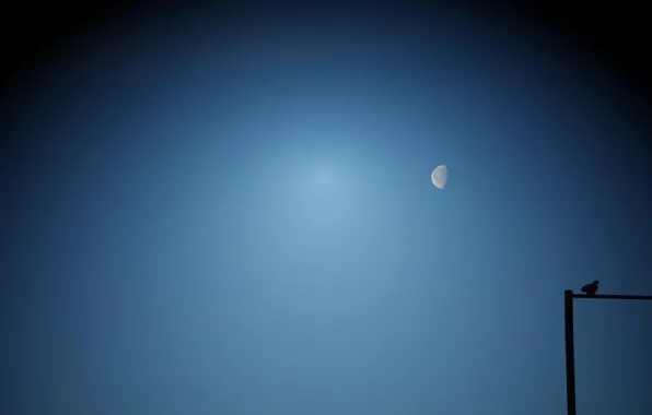 The sky, bird, the moon