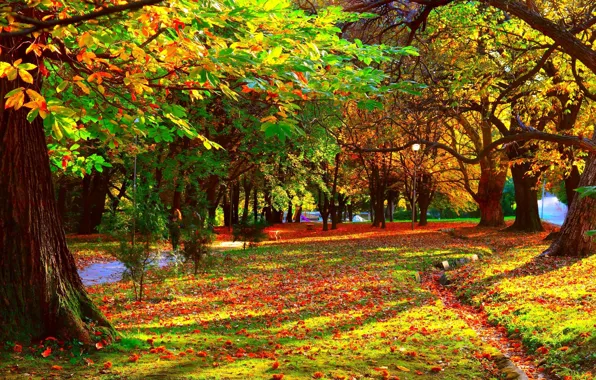 Picture trees, Park, foliage, Autumn, path, trees, nature, park