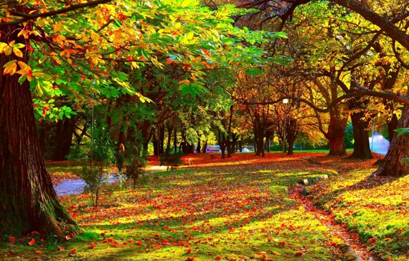 Trees, Park, foliage, Autumn, path, trees, nature, park