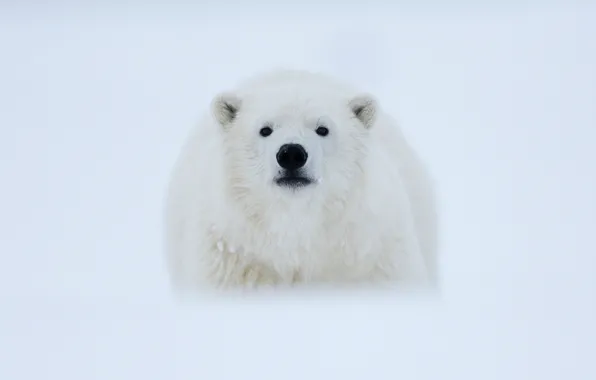 Winter, animals, white, the sky, look, face, snow, nature