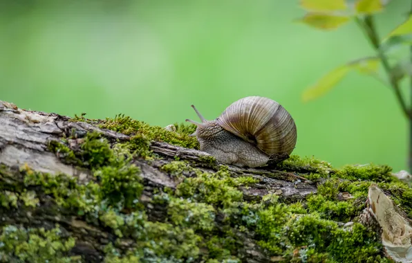 Macro, nature, snail, spring