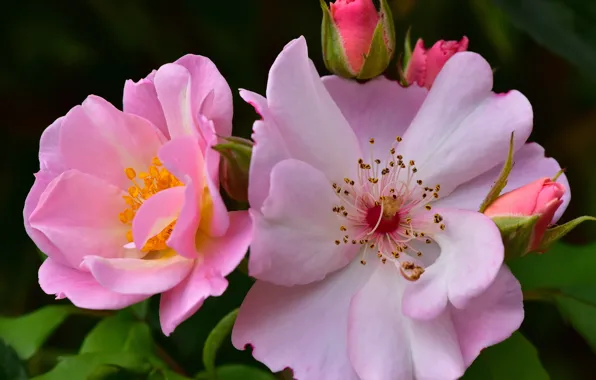 Macro, roses, petals, pink, buds
