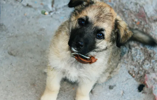 Eyes, street, dog, puppy, collar