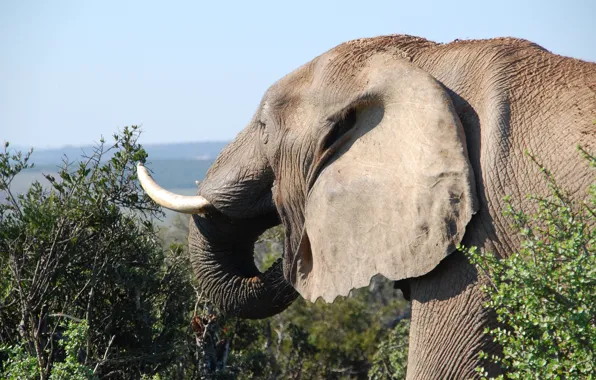 Picture nature, elephant, Savannah, Safari