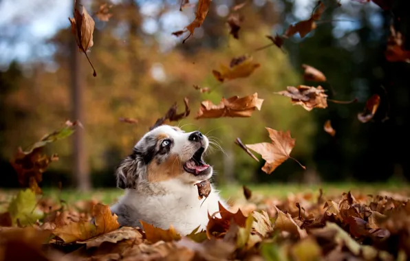 Autumn, leaves, nature, Park, dog, puppy