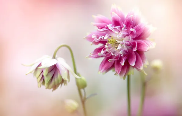 Flowers, blur, pink, light background, the catchment, Aquilegia, Terry