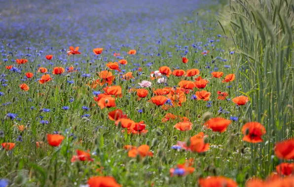 Field, summer, flowers, Maki, blue, red, cornflowers, poppy field