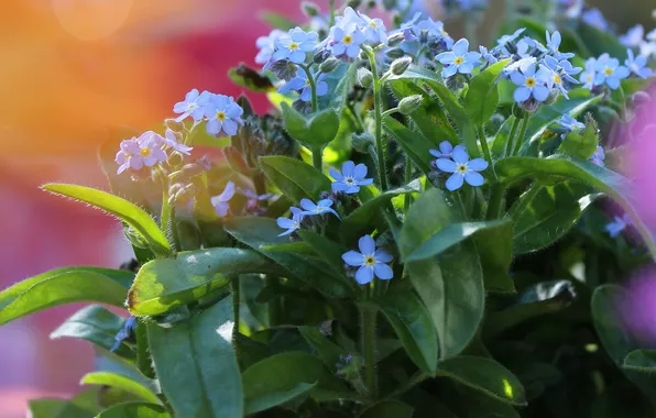 Leaves, flowers, blue, a bunch, bokeh, forget-me-nots