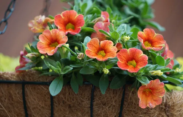 Leaves, flowers, garden, chain, orange, petunias, pots