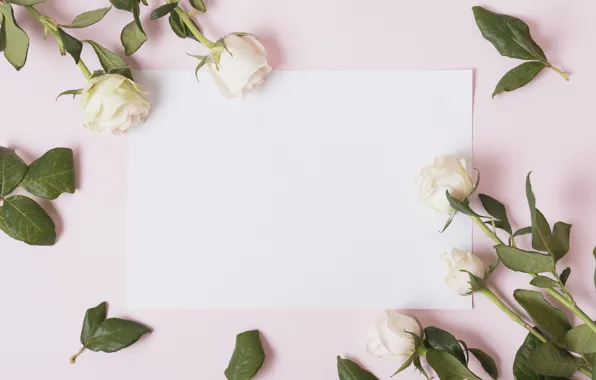 Flowers, roses, petals, white, white, pink background, pink, flowers