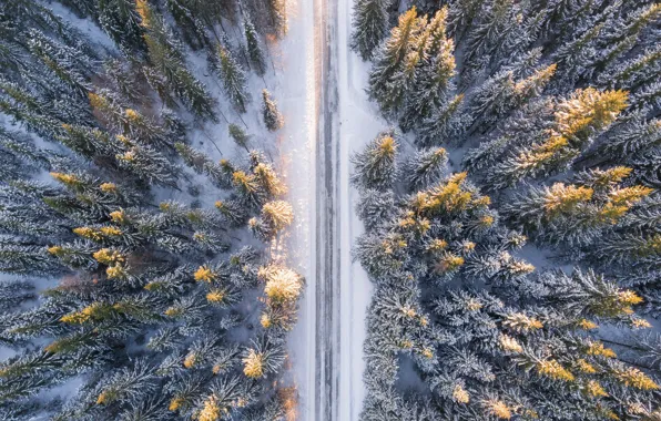 Winter, road, forest, light, snow, in the snow, ate, the view from the top